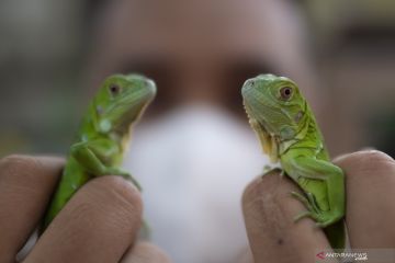 Budi Daya Iguana Di Palembang