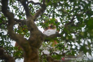 Perawatan Tanaman Bonsai