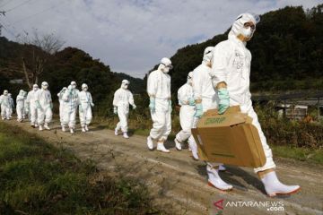 Flu burung menyebar ke Eropa dan Asia