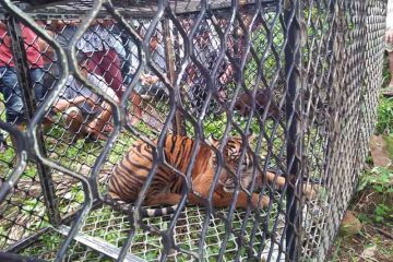BKSDA tangkap seekor harimau sumatera di Aceh Selatan