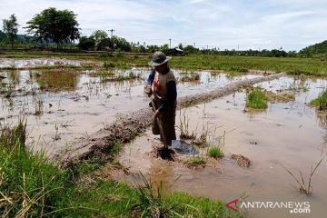 Pesisir Selatan targetkan KUR Rp50 miliar dukung usaha 2.000 petani