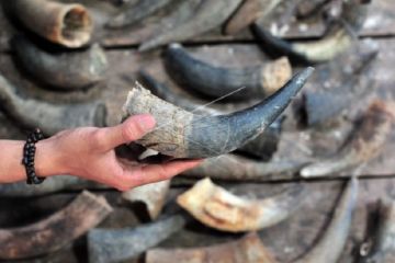 Kerajinan limbah tanduk hewan