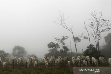 Brazil selidiki kasus dugaan penyakit sapi gila pada manusia