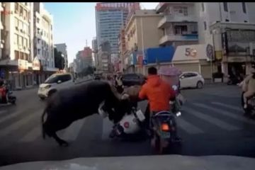 Sejumlah pengguna jalan di China dilarikan ke RS akibat amukan kerbau