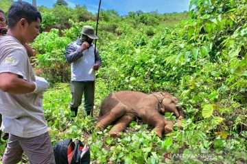 BKSDA selamatkan anak gajah terkena jeratan di Aceh Jaya