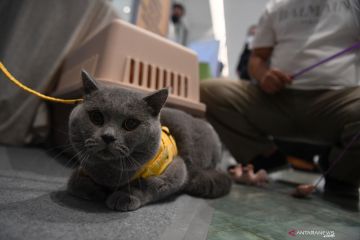 Festival Pecinta Kucing