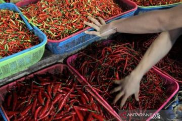 Harga Cabai Besar Naik