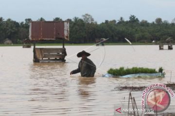 Sebanyak 426 Ha sawah di Aceh Utara terancam puso akibat banjir