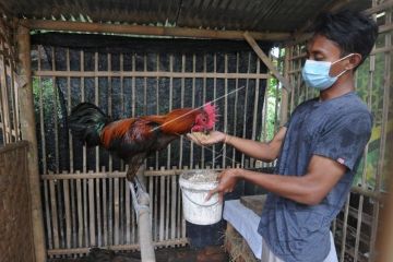 Budidaya ayam jago pelung