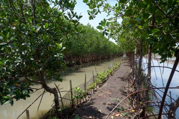 Djarum Foundation capai tonggak satu juta mangrove