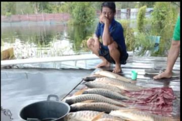 Ikan-ikan arwana peliharaan warga mati akibat banjir di Kapuas Hulu
