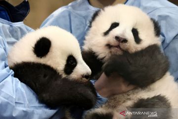 Bayi panda kembar lahir di Prancis