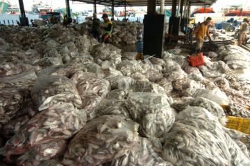 Harga ikan turun