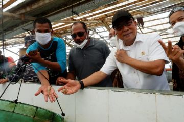 Moeldoko tinjau budidaya tiram mutiara dan udang vaname di Morotai