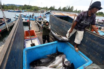 KKP: 70 persen tangkapan ikan tuna Indonesia dari nelayan kecil