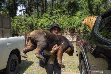 Penyitaan Offset dan Satwa Dilindungi