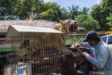 Penyitaan Offset dan Satwa Dilindungi
