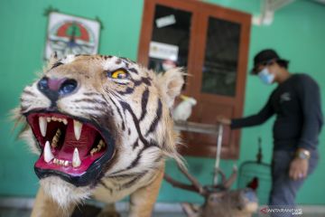 Penyitaan Offset dan Satwa Dilindungi