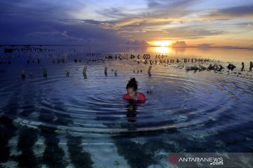 Provinsi penghasil rumput laut di timur Indonesia