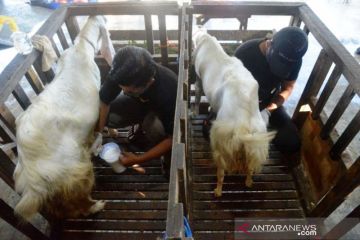 Permintaan Susu Kambing Meningkat