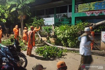 Angin kencang, sejumlah pohon di Jakarta Selatan tumbang