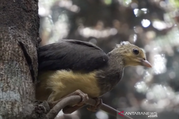 Melindungi maleo di luar kawasan konservasi