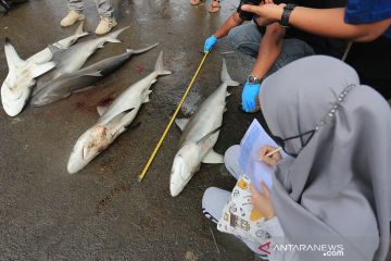 Pelatihan identifikasi hiu dan pari