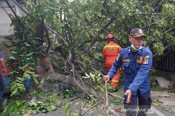 BPBD DKI catat 26 pohon tumbang dampak angin kencang pada Selasa