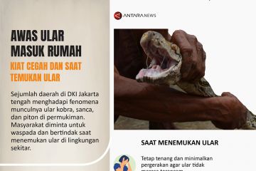 Kiat cegah dan saat temukan ular di rumah