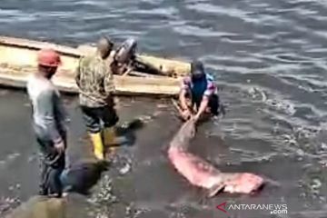 Dikembalikan ke laut, personel TNI AL selamatkan ikan duyung terdampar