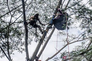 Wanita penerbang paralayang di Puncak Bogor tersangkut pohon