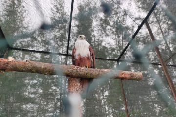 Dua ekor elang bondol dilepasliarkan BKSDA Sumsel