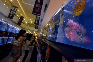 Penggemar ikan Louhan kembali meningkat di masa pandemi