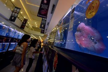 Kontes ikan Louhan di Denpasar