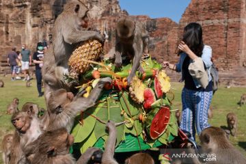 Turis datang kembali, Thailand gelar festival monyet lagi