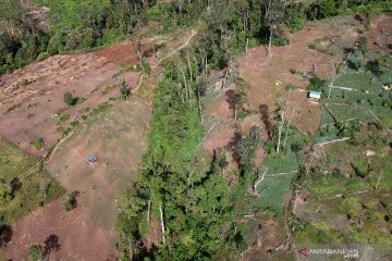 Perambahan hutan di kawasan Taman Nasional Kerinci Seblat