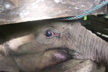 Lagi-lagi anak gajah jadi korban jerat pemburu di Aceh