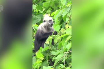 1.300 langur yang terancam punah kembali ke pegunungan karst China