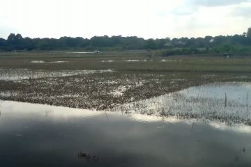 578,5 hektare lahan padi di Jambi gagal panen