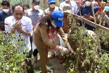 Desa Watumaeta di Poso dicanangkan jadi Kampung Hortikultura