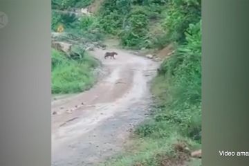 Harimau kembali muncul di perkebunan warga Aceh Selatan