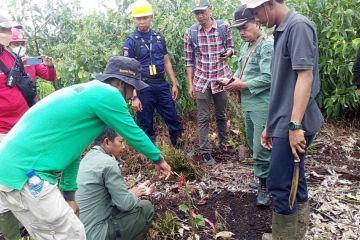 Konflik harimau sumatera dan manusia kembali memakan korban