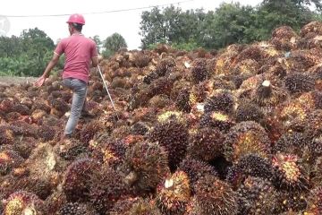 Musim trek sawit, pasokan TBS Aceh turun 25 persen