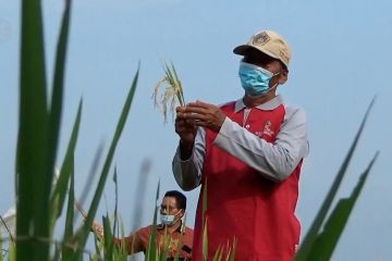 Tangkarkan benih padi, petani di Klaten beromzet Rp1 miliar
