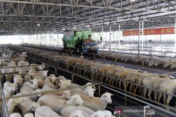 Peternakan sapi dan domba di Daerah Otonom Etnis Zhuang Guangxi China