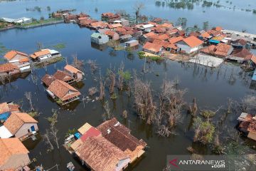 Banjir rob merendam permukiman di Pekalongan
