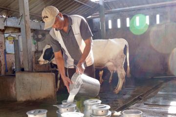 Nestle beri penghargaan kepada mitra peternak sapi perah di Jawa Timur