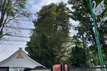 Kota Jambi cari cara rapikan kabel di jalanan
