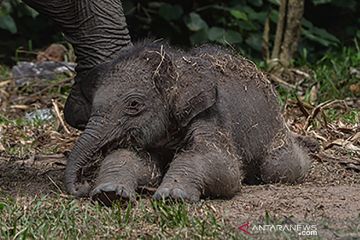 Kelahiran bayi gajah sumatera di TN Tesso Nilo