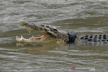 Buaya terjerat ban terlihat kembali